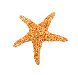 Image showing Starfish from oceans