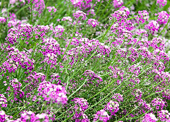 Image showing Purple flower carpet