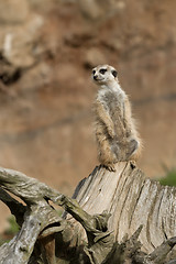 Image showing meerkat or suricate