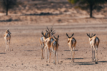 Image showing Springbok Antidorcas marsupialis in Kgalagadi