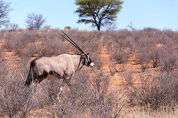 Image showing Gemsbok, Oryx gazella in kgalagadi