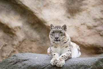 Image showing snow leopard, Irbis Uncia uncia