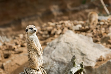 Image showing meerkat or suricate