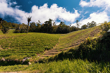 Image showing terraced paddy fields in north Bali