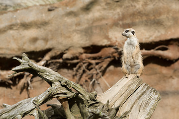 Image showing meerkat or suricate