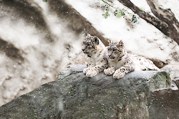 Image showing snow leopard family, Irbis Uncia uncia