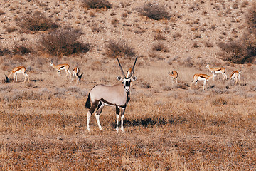 Image showing Gemsbok, Oryx gazella in kgalagadi