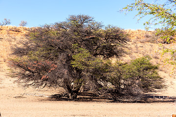 Image showing dry kgalagadi transfontier park