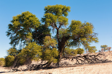 Image showing dry kgalagadi transfontier park