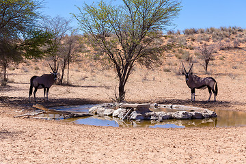 Image showing Gemsbok, Oryx gazella in kgalagadi