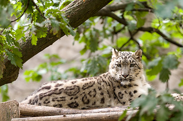 Image showing snow leopard, Irbis Uncia uncia