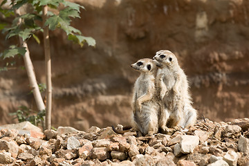 Image showing family of meerkat or suricate