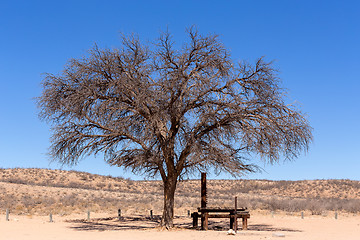 Image showing dry kgalagadi transfontier park