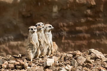 Image showing family of meerkat or suricate