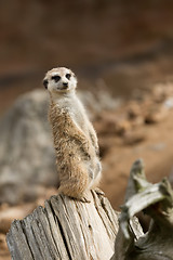 Image showing meerkat or suricate