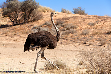 Image showing Ostrich in dry Kgalagadi park, South Africa