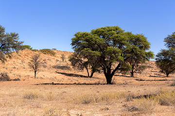 Image showing dry kgalagadi transfontier park