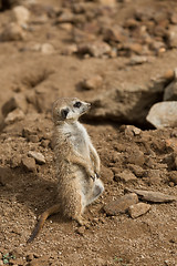 Image showing meerkat or suricate