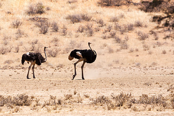 Image showing Ostrich in dry Kgalagadi park, South Africa