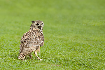 Image showing Eurasian Eagle Owl (Bubo bubo)