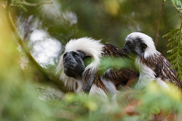 Image showing tamarin family with small baby