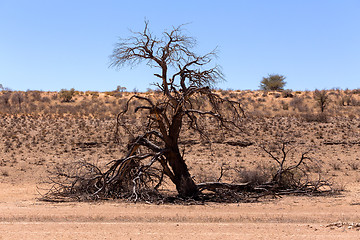 Image showing dry kgalagadi transfontier park