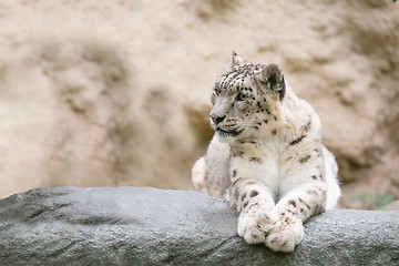 Image showing snow leopard, Irbis Uncia uncia