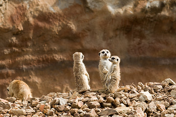 Image showing family of meerkat or suricate