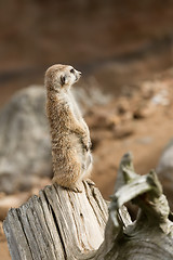 Image showing meerkat or suricate