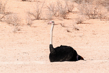 Image showing Ostrich in dry Kgalagadi park, South Africa