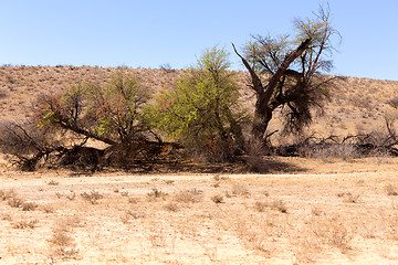 Image showing African masked weaver nest on kgalagadi