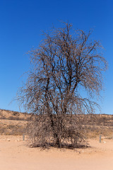 Image showing dry kgalagadi transfontier park