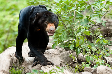 Image showing Malaysian bear or Sun bear 