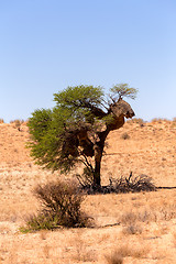 Image showing African masked weaver nest on kgalagadi