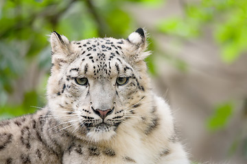 Image showing snow leopard, Irbis Uncia uncia