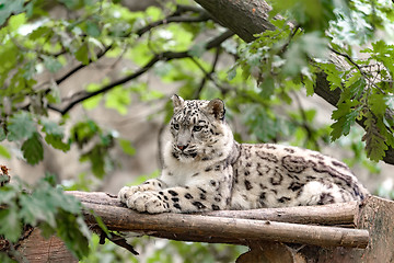 Image showing snow leopard, Irbis Uncia uncia