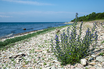 Image showing Coastline with blue-weed