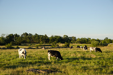 Image showing Grazing cattle in evening sunshine