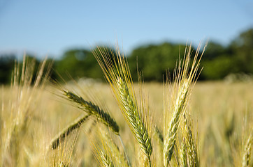 Image showing Cornfield detail