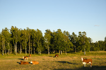 Image showing Herd of cattle in a idyllic landscape