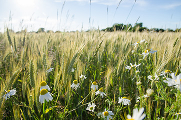 Image showing Chamomile flowers in a field