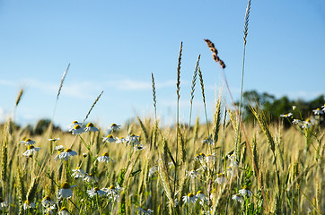 Image showing Mayweed flowers in a corn field