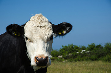 Image showing Curious cow watching