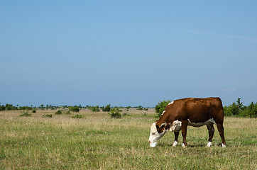 Image showing Cow licks on a block of salt