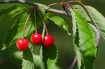 Image showing Ripe growing cherries