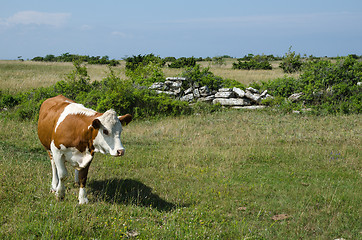 Image showing Cow in a green pastureland