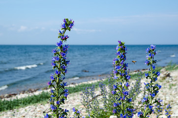 Image showing Blue-weed closeup by the coast