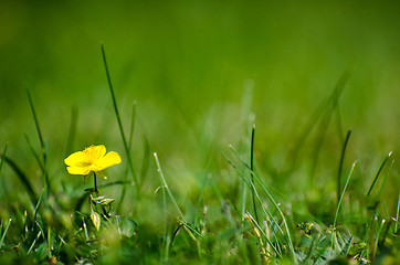 Image showing One yellow flower surrounded of greenery