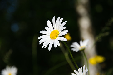 Image showing Daisy with water drops 