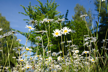 Image showing Group of daisies in a summer meadow